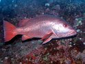 Vivaneau chien rouge (lutjanus bohar)